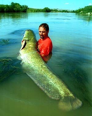 Skeat - Silurus glanis - сом обыкновенный