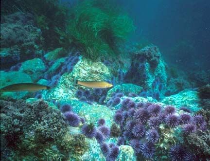 Sea-Urchin - Strongylocentrotus purpuratus - еж пурпурный