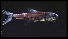 Sea-Lantern - Symbolophorus barnardi