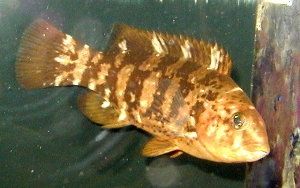 Black-fish - Tautoga onitis - таутога