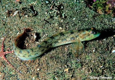 Eel-pout - Zoarces viviparus, бельдюга европейская