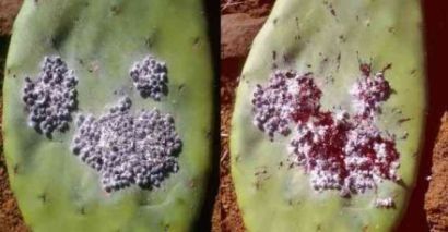 Cochineal - Coccus cacti - кошенильный червец