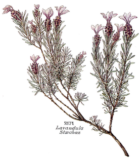 Stickadore - Lavendula stoechas - Лаванда французская