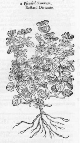 Bastard Dittany - дикий диктамн