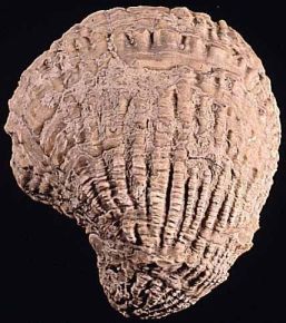 Ostracias - Ostracites